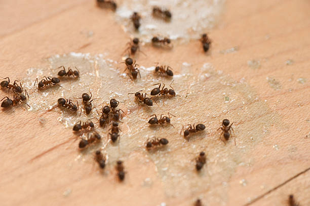 Best Ant Control Services  in Erwin, NC